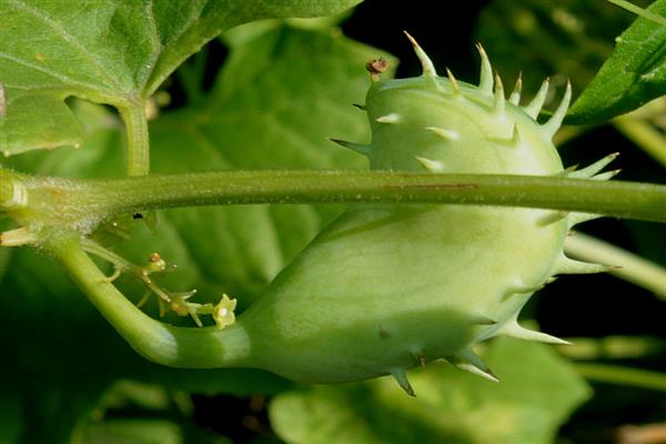 Peruvian cucumber photo