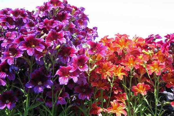 salpiglossis blomster