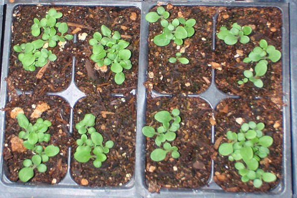 salpiglossis cultivation