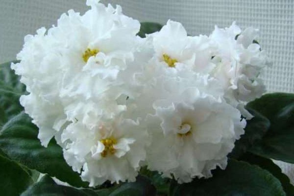 name of white violets