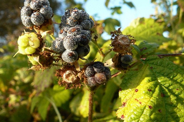 bệnh blackberry + và cách điều trị