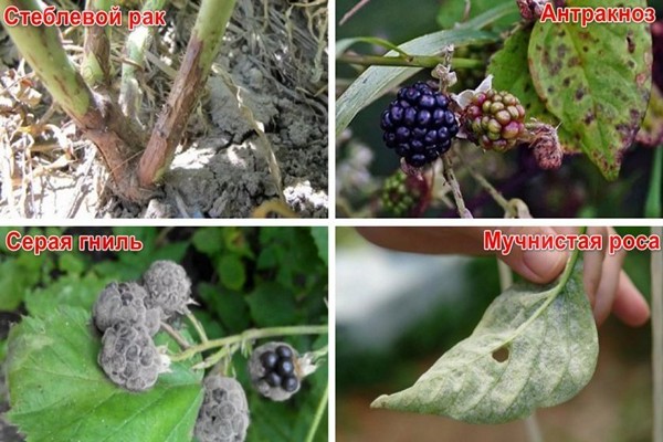 blackberry disease + and treatment