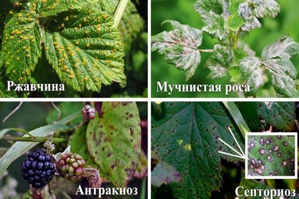 blackberry + diseases and pests