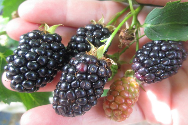 blackberry brzezina variety description