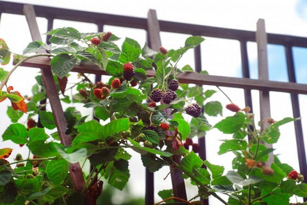 blackberry variety cherokee