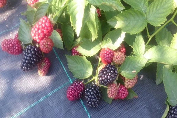blackberry jumbo