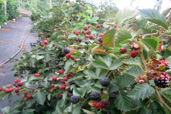 gambar blackberry jumbo
