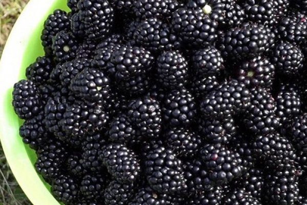 blackberry himalaya variety description
