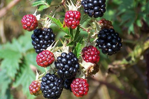 blackberry himalayas