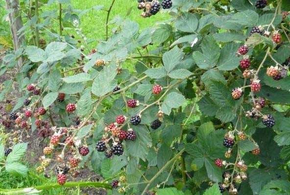 blackberry variety himalayas