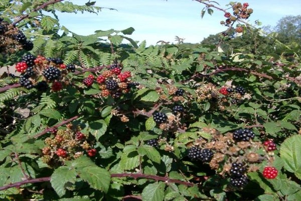 blackberry trippel krone bilde