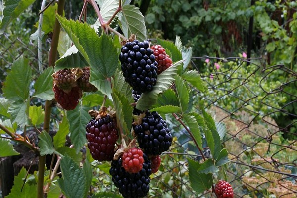 blackberry variety triple crown