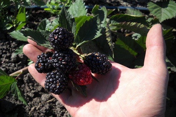 Mô tả đa dạng về ba vương miện blackberry