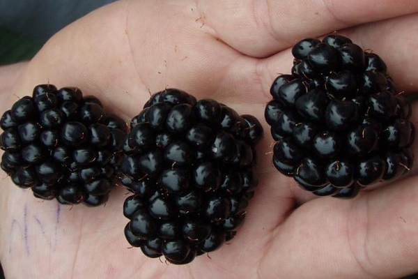 blackberry tanpa duri