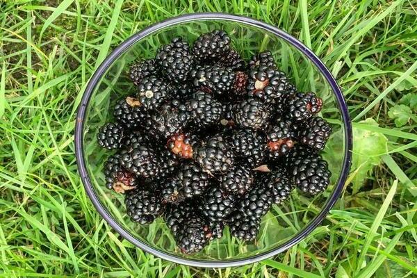 pelbagai jenis blackberry tanpa duri