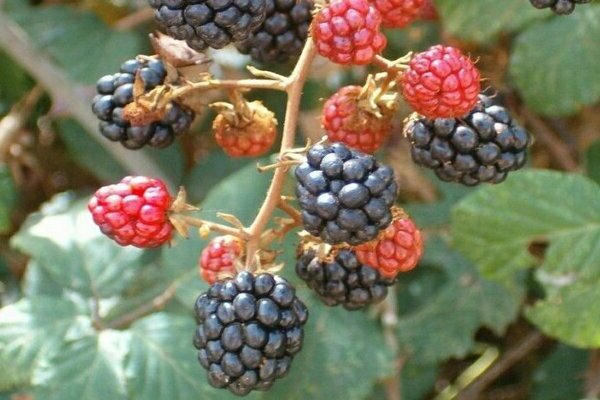 blackberry Darrow