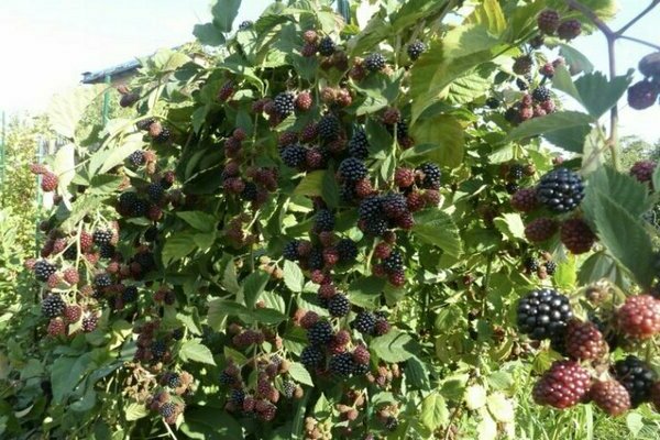 thornless blackberry variety