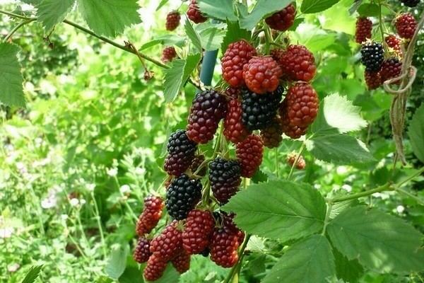 thornless blackberry