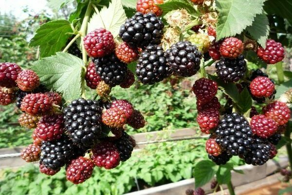 why blackberries do not bear fruit