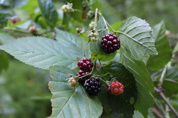 blackberry nearby