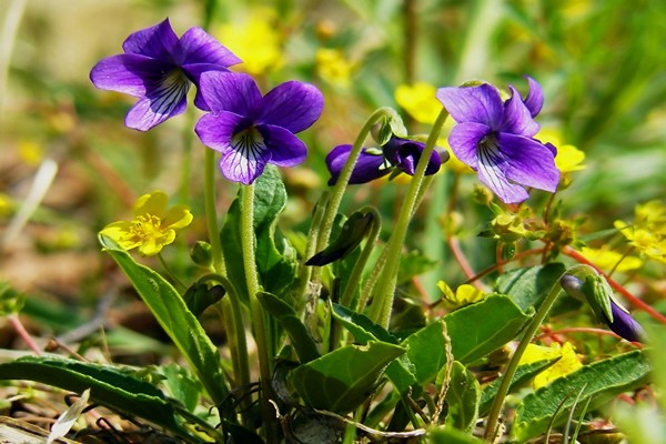 Violetter Wald