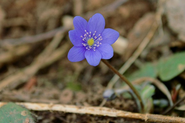 Waldviolette Blume