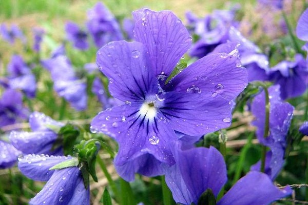 violetinė miško gėlė