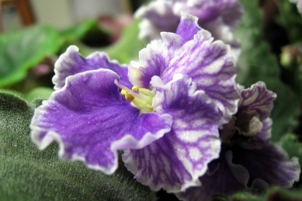 variétés de violettes