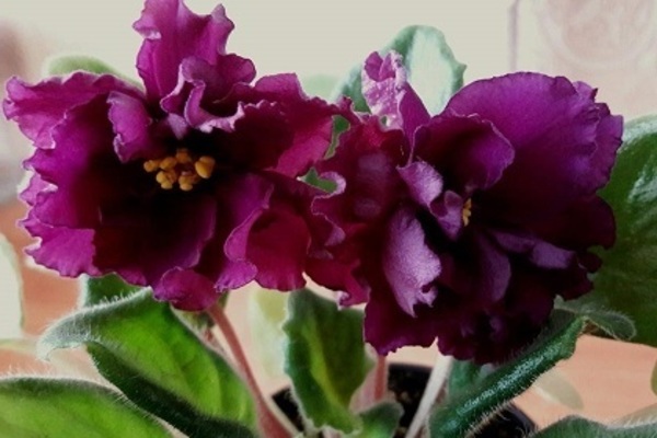 variétés de violettes
