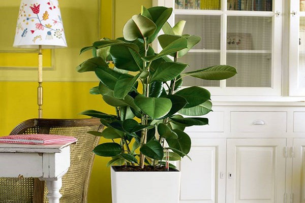 ficus + at home