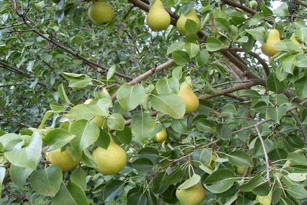 pear variety Lada