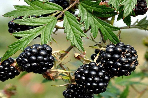 blackberry oregon walang tinik