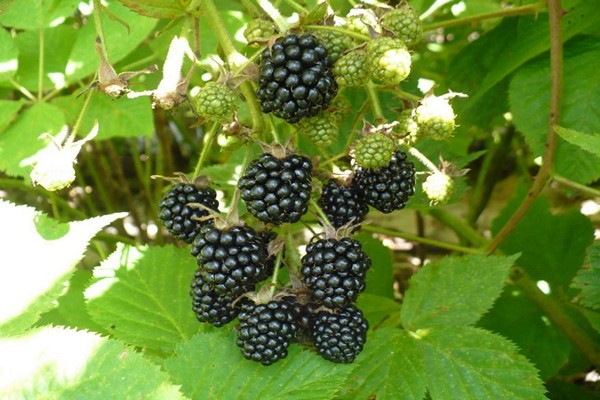 blackberry oregon walang tinik