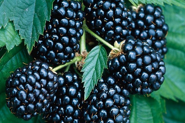 blackberry oregon beztrnný popis