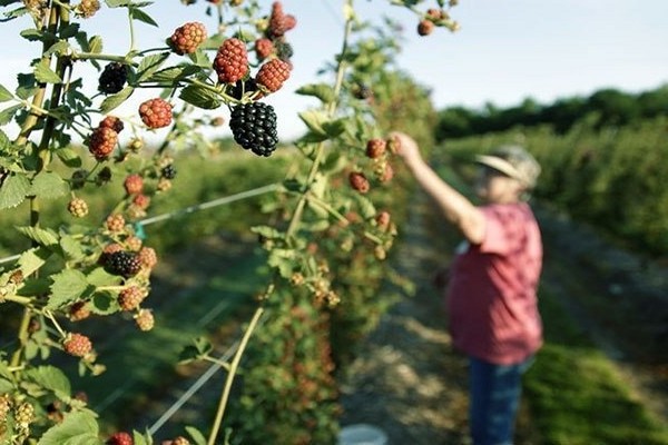 trellis for blackberries