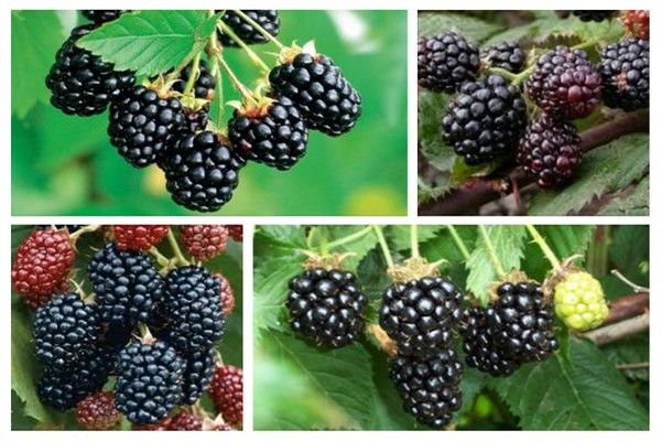 description of blackberry varieties