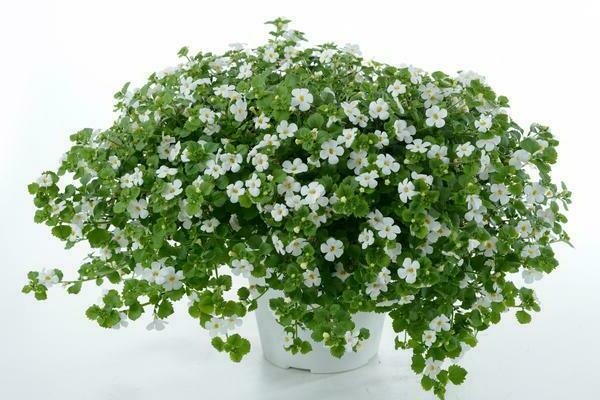 Bacopa-Pflanze