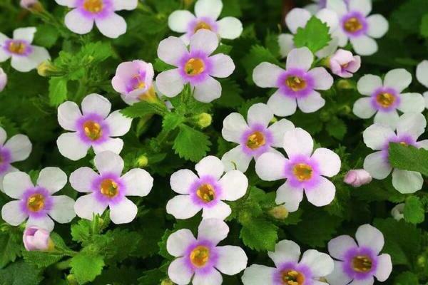 bacopa plante