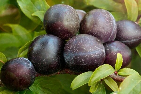 thorny plum