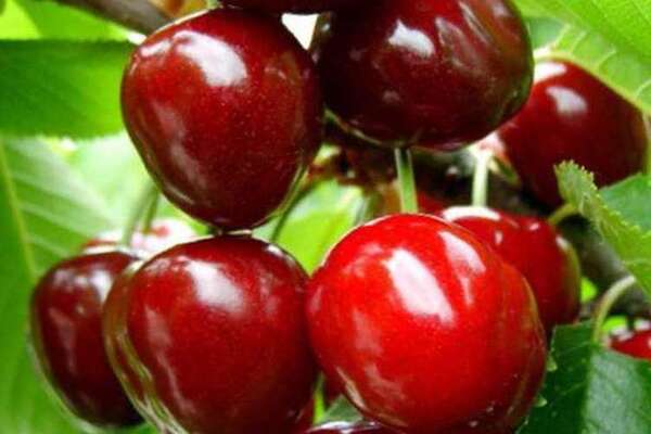 Sweet cherry raisin