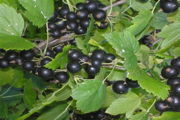 Foto Vologda currant hitam