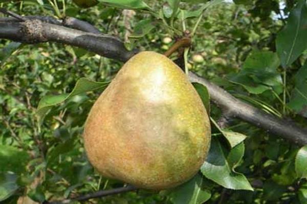 Pear Bashkir høstfoto
