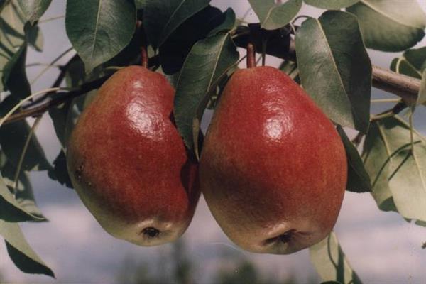 Pear Nectar photo