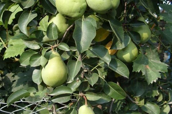 Pear Orlov skjønnhetsfoto
