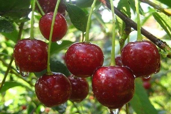 Cherry Bulatnikovskaya foto