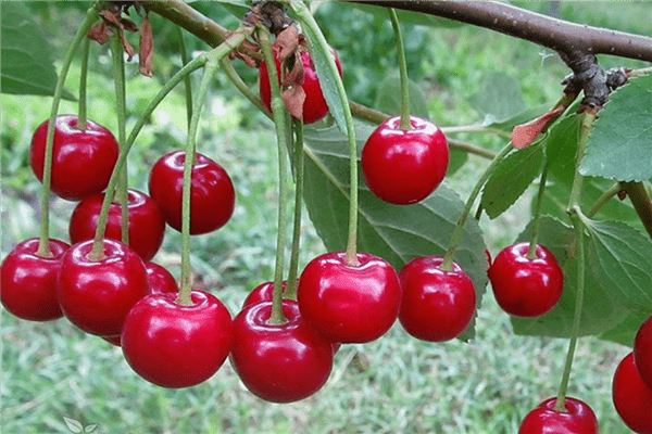 Larawan ng Cherry Dessert Volga
