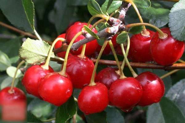 Vyšnių gnomas