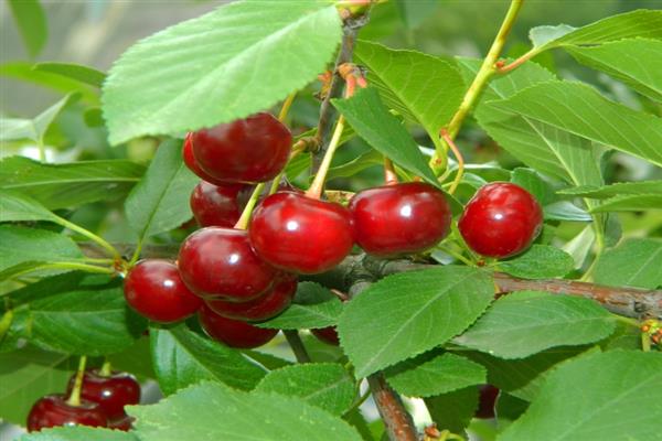 Cherry Irtysh nuotrauka