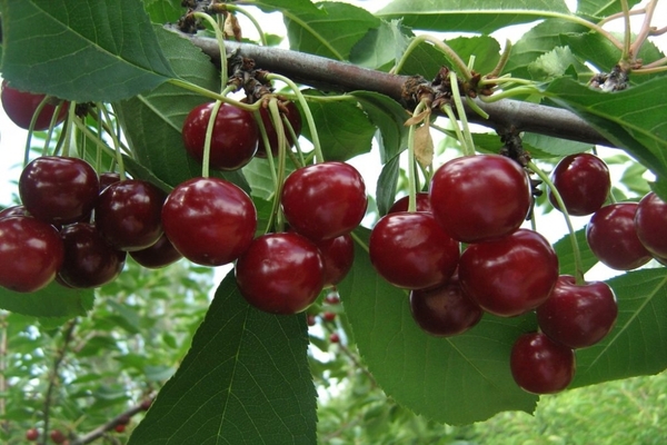 Kirsebær Krasa Tataria