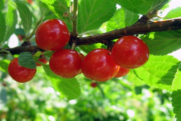 Vyšnių grožio nuotrauka